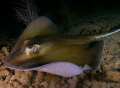   Manta Ray Nigth Dive II MayaguezPR  